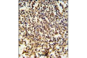 RNASEH2B Antibody IHC analysis in formalin fixed and paraffin embedded human lymph tissue followed by peroxidase conjugation of the secondary antibody and DAB staining. (RNASEH2B Antikörper  (AA 130-157))