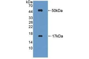 Detection of Recombinant FGL2, Mouse using Polyclonal Antibody to Fibrinogen Like Protein 2 (FGL2) (FGL2 Antikörper  (AA 20-432))