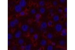 Immunofluorescence analysis of Mouse liver tissue using alpha Tubulin Monoclonal Antibody at dilution of 1:200. (alpha Tubulin Antikörper)