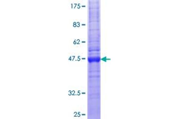 Claudin 12 Protein (CLDN12) (AA 1-244) (GST tag)