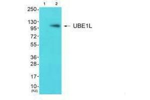 Western blot analysis of extracts from JK cells (Lane 2), using UBE1L antiobdy. (UBA7 Antikörper  (C-Term))