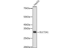 Western blot analysis of extracts of HepG2 cells, using SULT2 antibody (ABIN7270632) at 1:1000 dilution. (SULT2A1 Antikörper)