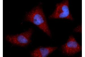 Immunofluorescence (IF) image for anti-Cyclin I (CCNI) (AA 1-377) antibody (APC) (ABIN5565343) (Cyclin I Antikörper  (AA 1-377) (APC))