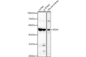 IFI44 Antikörper