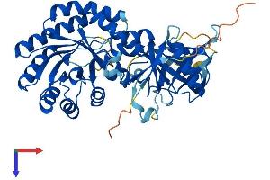 Antizyme Inhibitor 1 Protein (AZIN1) (AA 1-448) (His tag)