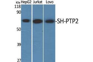 Western Blot (WB) analysis of specific cells using SH-PTP2 Polyclonal Antibody. (PTPN11 Antikörper  (Thr494))