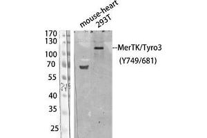 Western Blot (WB) analysis of 293T/ Mouse Heart using Antibody diluted at 1:1000. (MerTK/Tyro3 Antikörper  (pTyr681, pTyr749))