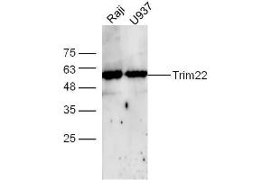 Raji and U937 cell lysates probed with Rabbit Anti-TRIM22 Polyclonal Antibody, Unconjugated  at 1:500 for 90 min at 37˚C. (TRIM22 Antikörper  (AA 231-330))