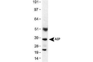 Western blot analysis of AIP in mouse lung lysates (30 ug) using AIP monoclonal antibody, clone 35-2  at 1 : 500 with a 1 second exposure. (AIP Antikörper)