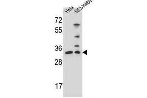 NTHL1 Antibody (Center R103) western blot analysis in Hela,NCI-H460 cell line lysates (35µg/lane).