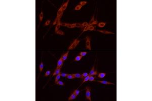 Immunofluorescence analysis of U-87MG cells using GDNF Rabbit pAb (ABIN7267388) at dilution of 1:100 (40x lens). (GDNF Antikörper  (AA 109-211))