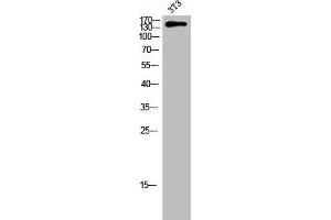 Western Blot analysis of 3T3 cells using Phospho-Tensin-2 (Y483) Polyclonal Antibody (TENC1 Antikörper  (pTyr483))