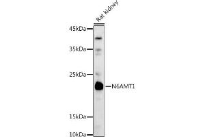 Western blot analysis of extracts of Rat kidney, using N6 antibody (ABIN6131779, ABIN6144314, ABIN6144315 and ABIN6223027) at 1:1000 dilution. (N6AMT1 Antikörper  (AA 1-186))