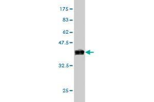 Western Blot detection against Immunogen (36.