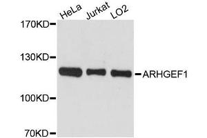 Western blot analysis of extracts of various cell lines, using ARHGEF1 antibody. (ARHGEF1 Antikörper  (AA 783-912))