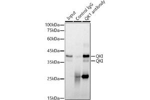 Immunoprecipitation analysis of 300 μg extracts of NIH/3T3 cells using 3 μg QKI antibody (ABIN7269699). (QKI Antikörper)