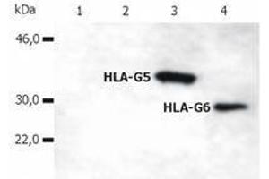 Western Blotting (WB) image for anti-HLA Class I Histocompatibility Antigen, alpha Chain G (HLAG) (C-Term) antibody (ABIN238372) (HLAG Antikörper  (C-Term))