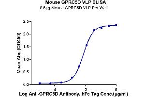 Immobilized Mouse GPRC5D VLP (100 μL/well) at 5 μg/mL (100 μL/Well) on the plate. (GPRC5D Protein-VLP (AA 1-344))