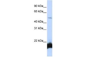 Western Blotting (WB) image for anti-One Cut Homeobox 1 (ONECUT1) antibody (ABIN2458321) (ONECUT1 Antikörper)