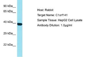 Host: Rabbit Target Name: C1orf141 Sample Type: HepG2 Whole Cell lysates Antibody Dilution: 1.