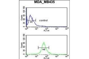 GABRD Antibody (Center) (ABIN653247 and ABIN2842772) flow cytometric analysis of MDA-M cells (bottom histogram) compared to a negative control cell (top histogram). (GABRD Antikörper  (AA 331-358))