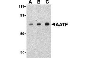 Western Blotting (WB) image for anti-Apoptosis Antagonizing Transcription Factor (AATF) (C-Term) antibody (ABIN1030213) (AATF Antikörper  (C-Term))