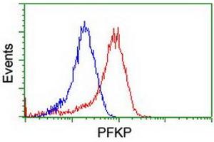 Flow cytometric Analysis of Hela cells, using anti-PFKP antibody (ABIN2455354), (Red), compared to a nonspecific negative control antibody, (Blue). (PFKP Antikörper)