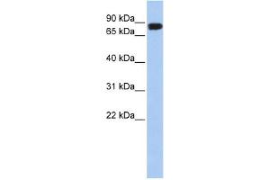 WB Suggested Anti-APEH Antibody Titration: 0. (APEH Antikörper  (N-Term))