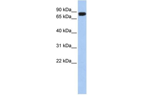APEH 抗体  (N-Term)