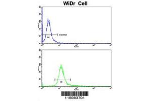 Flow cytometric analysis of WiDr cells using CTDP1 Antibody (N-term)(bottom histogram) compared to a negative control cell (top histogram). (CTDP1 Antikörper  (N-Term))