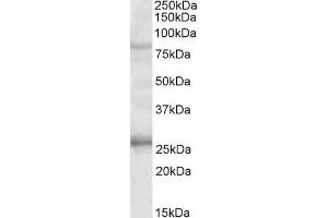 ABIN571203 (1µg/ml) staining of Human Hippocampus lysate (35µg protein in RIPA buffer). (GPRIN3 Antikörper  (Internal Region))