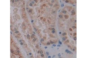 Immunohistochemistry (IHC) image for anti-Low Density Lipoprotein Receptor-Related Protein Associated Protein 1 (LRPAP1) (AA 90-342) antibody (ABIN1859711)