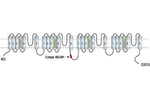 anti-Calcium Channel, Voltage-Dependent, P/Q Type, alpha 1A Subunit (CACNA1A) (AA 865-881), (Intracellular) antibody