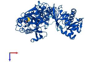 XYLB Protein (AA 1-536) (His tag)