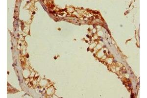 Immunohistochemistry of paraffin-embedded human testis tissue using ABIN7175891 at dilution of 1:100
