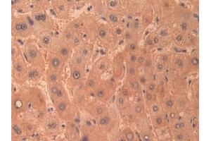 Immunohistochemistry (IHC) image for anti-Cystathionase (Cystathionine gamma-Lyase) (CTH) (AA 163-382) antibody (ABIN7433750)