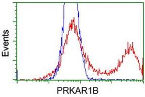 HEK293T cells transfected with either RC207809 overexpress plasmid (Red) or empty vector control plasmid (Blue) were immunostained by anti-PRKAR1B antibody (ABIN2454494), and then analyzed by flow cytometry. (PRKAR1B Antikörper)