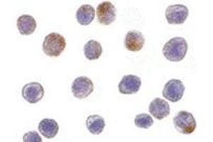 Immunocytochemistry of TRAF3 in HeLa cells with this product at 10 μg/ml.