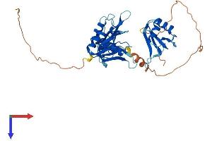 ELAVL2 Protein (AA 1-359) (His tag)