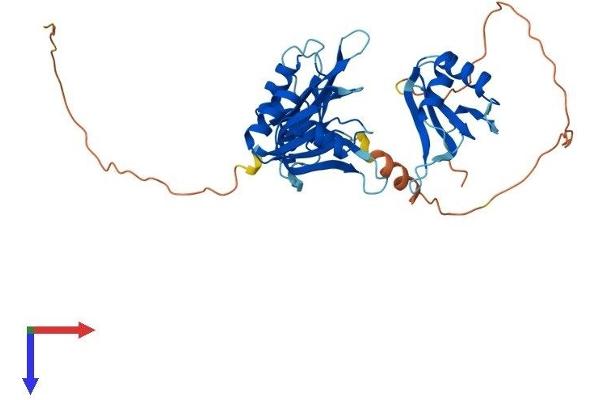 ELAVL2 Protein (AA 1-359) (His tag)
