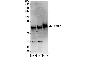 Western Blotting (WB) image for anti-Quiescin Q6 Sulfhydryl Oxidase 2 (QSOX2) (AA 648-698) antibody (ABIN7451020)