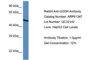 Western Blotting (WB) image for anti-UDP-Glucose 6-Dehydrogenase (UGDH) (C-Term) antibody (ABIN786373) (UGDH Antikörper  (C-Term))