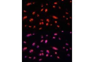 Immunofluorescence (IF) image for anti-Interleukin enhancer-binding factor 3 (ILF3) (AA 1-270) antibody (ABIN3023310)