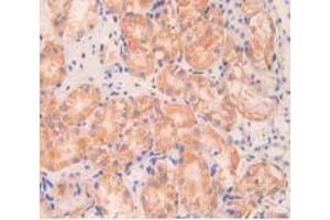 IHC-P analysis of Mouse Kidney Tissue, with DAB staining. (Angiopoietin 1 Antikörper  (AA 253-429))