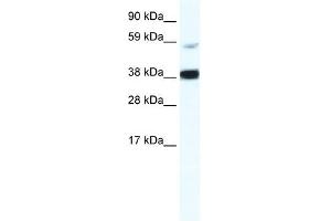 RELB antibody (20R-1128) used at 0. (RELB Antikörper  (Middle Region))