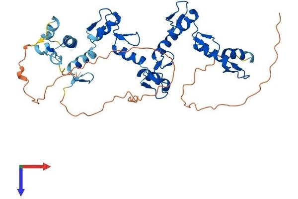 ZNF92 Protein (AA 1-416) (His tag)