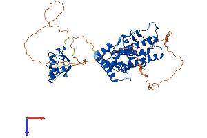 ESRRG Protein (AA 1-458) (His tag)