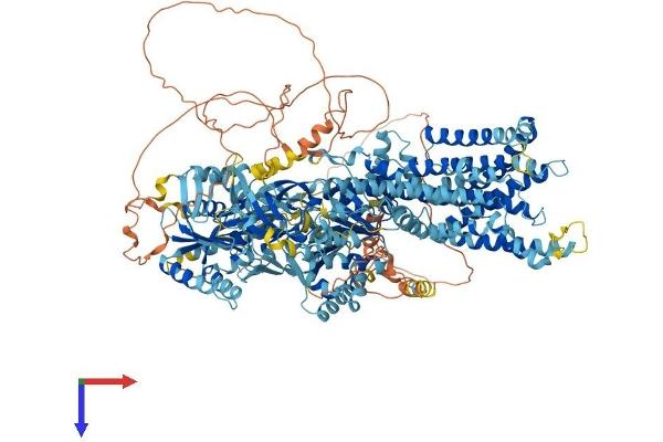 ATP10D Protein (AA 1-1426) (His tag)