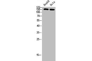 Western Blot analysis of HEPG2, HELA cells using Antibody diluted at 500. (IRS2 Antikörper  (AA 660-700))