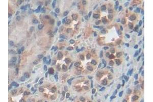 IHC-P analysis of Mouse Kidney Tissue, with DAB staining. (Granulin Antikörper  (AA 31-269))